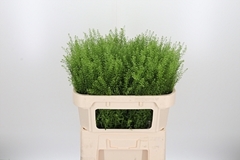 Thlaspi Green Bell 70cm 20gram
