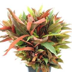 Castanea Sativa 70cm 250gram