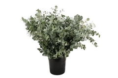 Euca Cinerea P Bunch 70cm 400gram