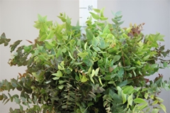 Eucalyp Klb Bs H% 70cm