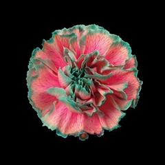 Dianthus St Bubblicious