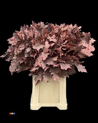 Querc Ov Klb H% 80cm