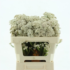 Ozoth Cooks Snow Whi 50cm