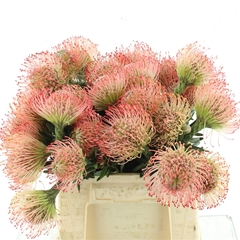 Leuco Ayoba Pink 40cm