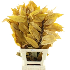 Droogbl Bewerkt H% 90cm 200gram