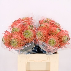 Leuco Ayoba Pink 40cm