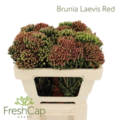 Brunia Laevis 50cm