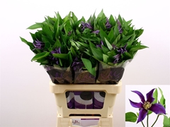 Clematis Amazing Bl Oslo 60cm 23 4
