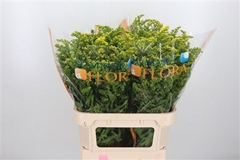 Soli Golden Glory 80cm 50gram