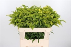 Soli Golden Glory 70cm 25gram