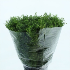 Cryptomeria Cristata 60cm 400gram