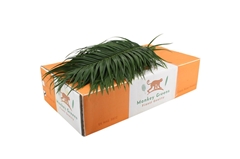 Phoenix Roebeleni Bs 60cm 150gram