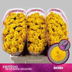 Chr San Aaa Aurinko 55cm 130g