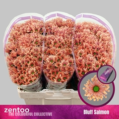 Chr S Aaa Bluff Salm 55cm 100g