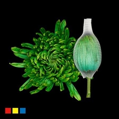 Chr G Stravin Klb H% 70cm