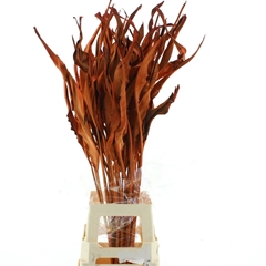 Droogbl Bewerkt H% 90cm