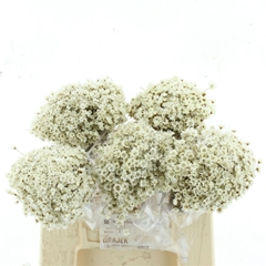 Dried Flowers 100 Gram 50cm 50gram