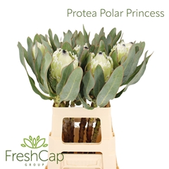 Protea M Polar Princ 60cm