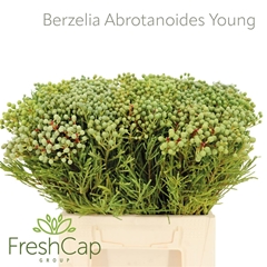 Berzelia Abrotanoide 40cm