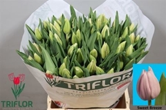 Tu En Sweet Breeze 43cm 44gram 23