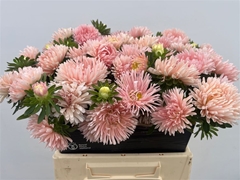 Callis Other 40cm