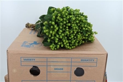 Hyper Mag Green Reviva 50cm