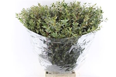 Euc Parvifolia P Bs 70cm 300gram