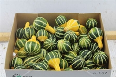 Cuc Pep Pear Bicolor