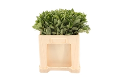 Pittosporum Ilan 50cm