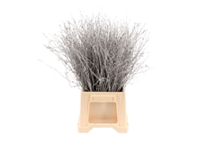 Betula Bs Klb H% 60cm