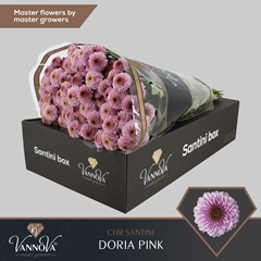 Chr San Doria Pink 55cm 150g