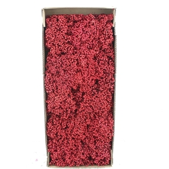 Schinus M Dec Bes Bs 30cm 200gram