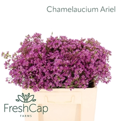 Chame Un Ariel 55cm 25gram 34