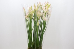 Ne Bo Bico Bionce 85cm