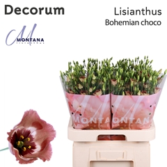Eus E Bohemian Choco 70cm