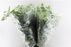 Euca Cinerea P Bunch 70cm 200gram