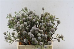 Leucad Galpinii 40cm