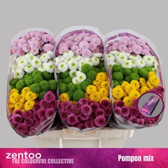 Chr San Pompo Gem Bs 55cm 120g