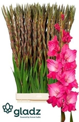 Glad Gr Fairyta Pink
