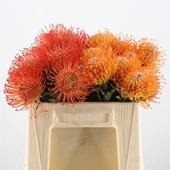 Leuco Co Cordifolium 30cm