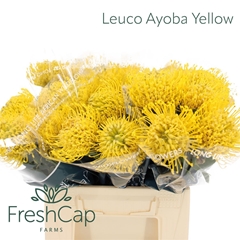 Leuco Ayoba Yellow 40cm