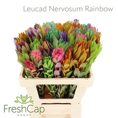 Leucad Nervosum 50cm