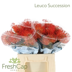 Leuco Co Succession 40cm