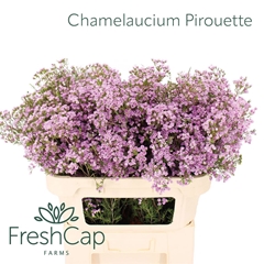 Chame Un Pirouette 70cm 45gram 34