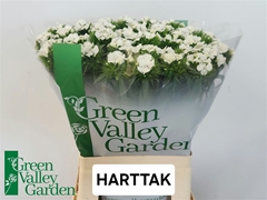 Di Barb S Will White 58cm 23