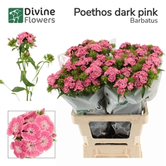 Di Barb Poeth D Pink 60cm 23