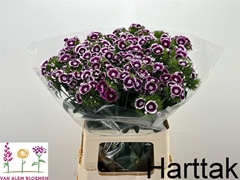 Di Barb Will Bic Pur 55cm 23