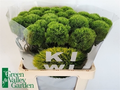 Di Barb Kiwi Mellow 60cm
