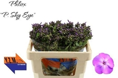 Phlox P Sky Eyes 50cm 13