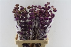 Callicarpa Giraldii 70cm